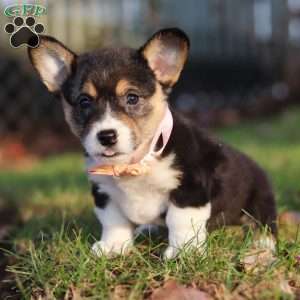 Ruby, Pembroke Welsh Corgi Puppy